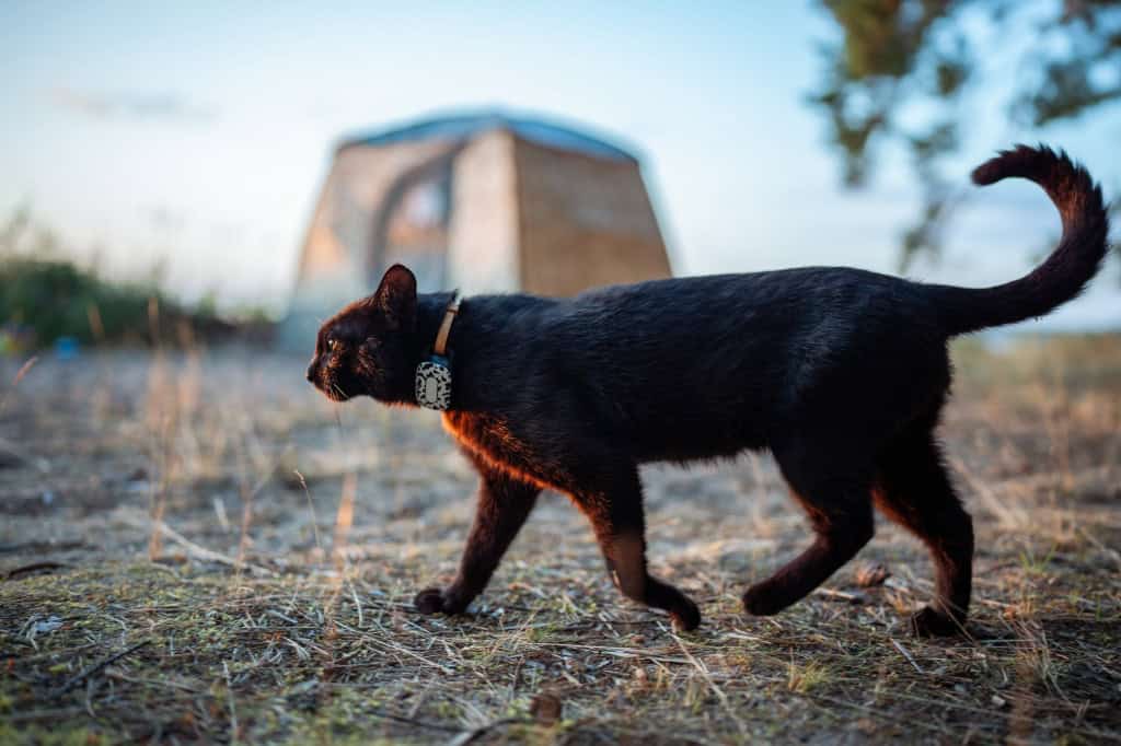 gato perdido