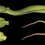 O DNA revela uma espécie de víbora pitera oculta na China O DNA revela uma espécie de víbora pitera oculta na China