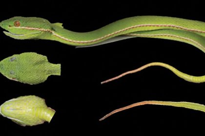 O DNA revela uma espécie de víbora pitera oculta na China O DNA revela uma espécie de víbora pitera oculta na China