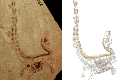 Aves enfrentam maior ameaça existencial desde extinção dos dinossauros, alerta paleontólogo Aves enfrentam maior ameaça existencial desde extinção dos dinossauros, alerta paleontólogo