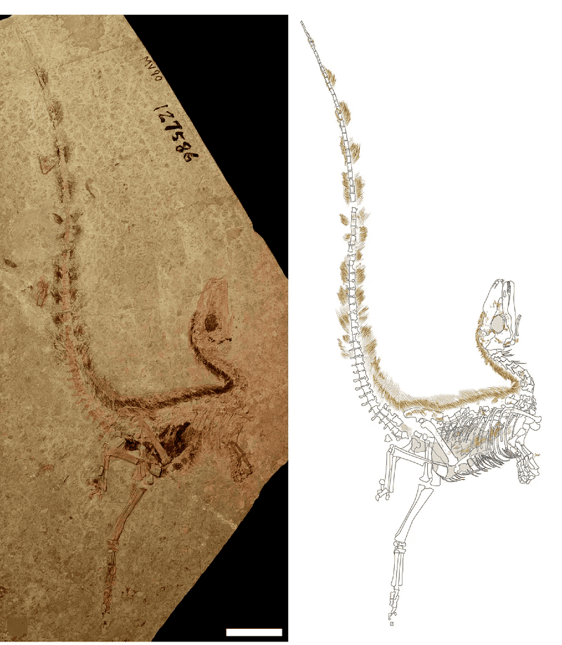 Aves enfrentam maior ameaça existencial desde extinção dos dinossauros, alerta paleontólogo Aves enfrentam maior ameaça existencial desde extinção dos dinossauros, alerta paleontólogo