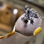 Spudnik: conheça a batata espacial cultivada por astronauta da NASA Spudnik: conheça a batata espacial cultivada por astronauta da NASA