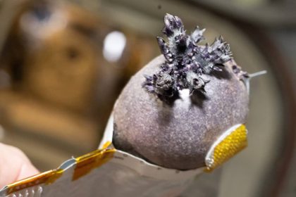 Spudnik: conheça a batata espacial cultivada por astronauta da NASA Spudnik: conheça a batata espacial cultivada por astronauta da NASA