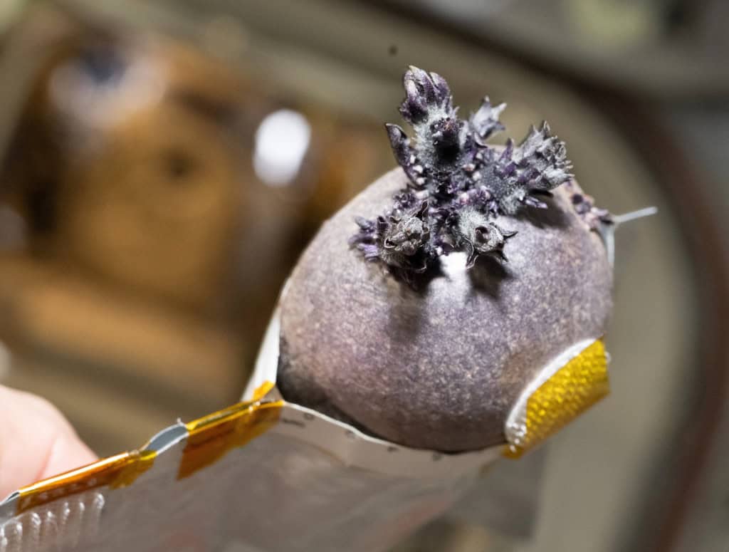 Spudnik: conheça a batata espacial cultivada por astronauta da NASA Spudnik: conheça a batata espacial cultivada por astronauta da NASA