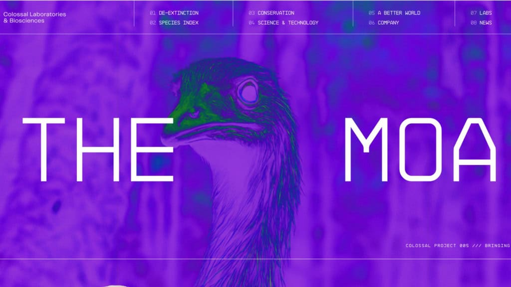 Captura de tela de página no site da Colossal sobre moa gigante