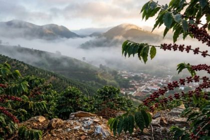 O café mais premiado do Brasil é cultivado a 400 km de São Paulo e desbanca especialistas europeus O café mais premiado do Brasil é cultivado a 400 km de São Paulo e desbanca especialistas europeus