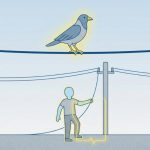 Por que humanos levam choque e pássaros não? Por que humanos levam choque e pássaros não?
