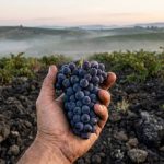 O vinho mais premiado do Brasil nasce a 120 km de Porto Alegre e usa um truque italiano guardado há mais de 100 anos O vinho mais premiado do Brasil nasce a 120 km de Porto Alegre e usa um truque italiano guardado há mais de 100 anos