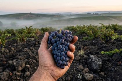O vinho mais premiado do Brasil nasce a 120 km de Porto Alegre e usa um truque italiano guardado há mais de 100 anos O vinho mais premiado do Brasil nasce a 120 km de Porto Alegre e usa um truque italiano guardado há mais de 100 anos