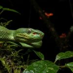Serpente ‘enigmática’ descoberta em Mianmar desafia a lógica da biologia