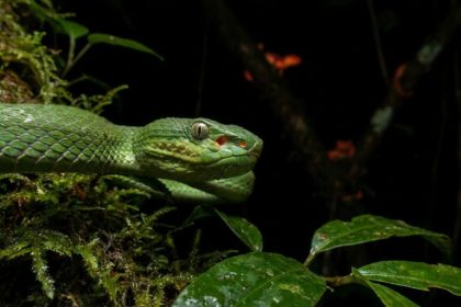 Serpente ‘enigmática’ descoberta em Mianmar desafia a lógica da biologia Serpente ‘enigmática’ descoberta em Mianmar desafia a lógica da biologia