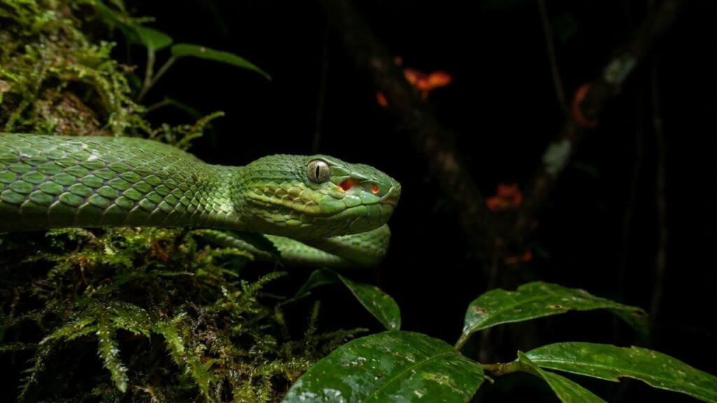 Serpente ‘enigmática’ descoberta em Mianmar desafia a lógica da biologia Serpente ‘enigmática’ descoberta em Mianmar desafia a lógica da biologia