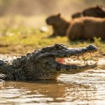 O pacto de silêncio dos animais do Pantanal nos horários mais quentes do dia O pacto de silêncio dos animais do Pantanal nos horários mais quentes do dia