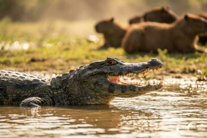 O pacto de silêncio dos animais do Pantanal nos horários mais quentes do dia O pacto de silêncio dos animais do Pantanal nos horários mais quentes do dia