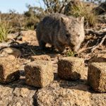 O animal que faz cocô em formato de cubo e a ciência explica por quê O animal que faz cocô em formato de cubo e a ciência explica por quê