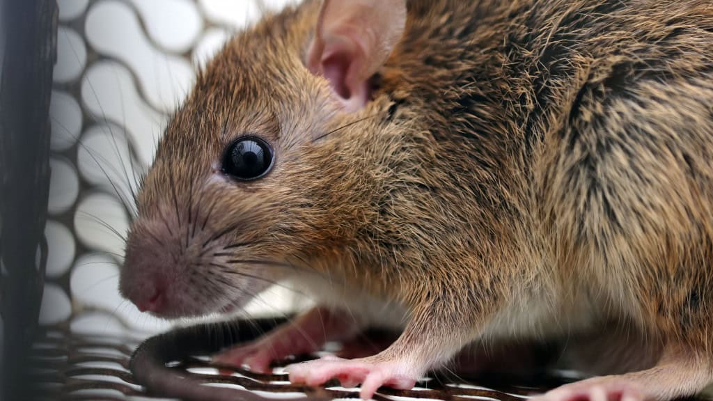 Ratinho em gaiola