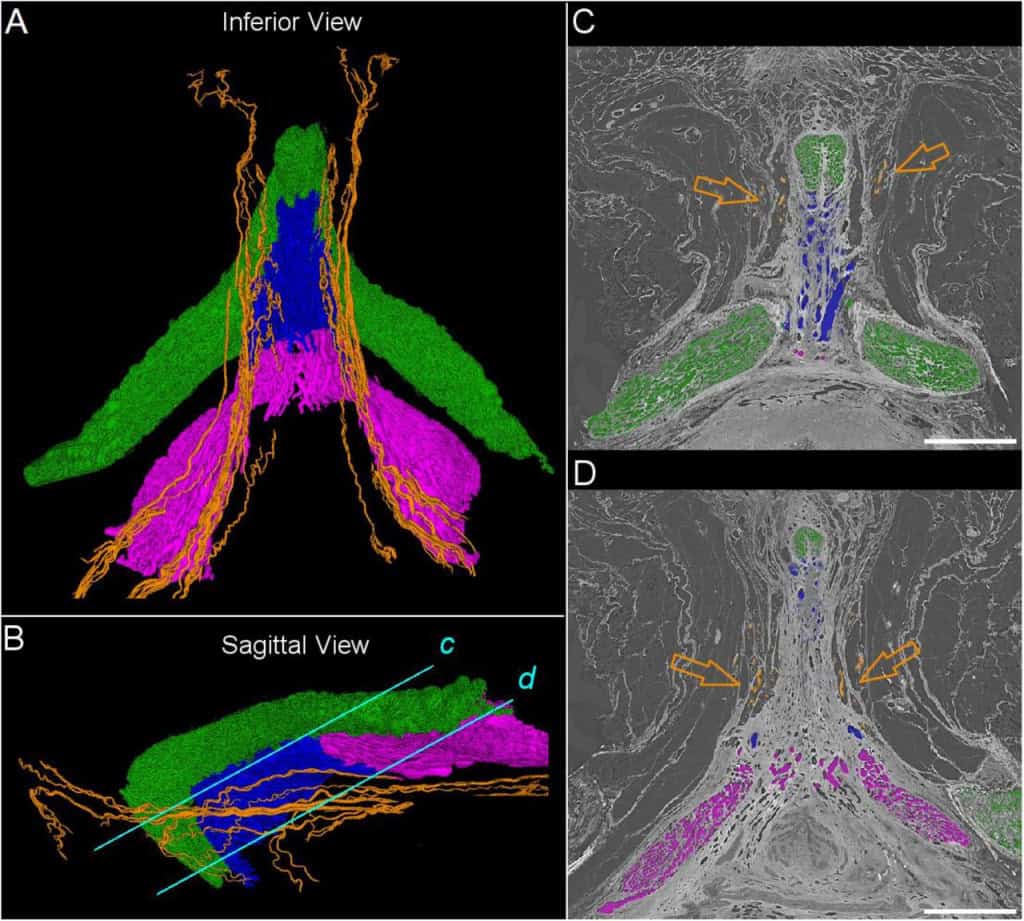 Imagem do estudo mostra o trajeto do nervo labial posterior ao redor do clitóris em diferentes ângulos e cortes anatômicos, destacando sua distribuição nos tecidos da região genital feminina