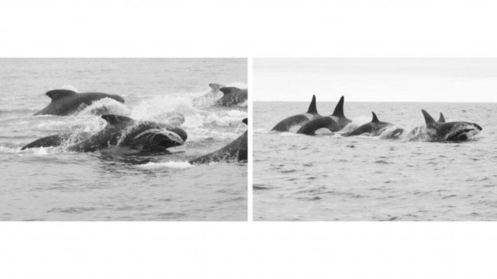 Baleias-piloto de nadadeiras longas (esquerda) e orcas (direita) botando botos durante uma perseguição em alta velocidade em Vestmannaeyjar, Islândia, em julho de 2019.