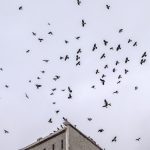 Corvos reconhecem seu rosto e ensinam outros corvos a te evitar