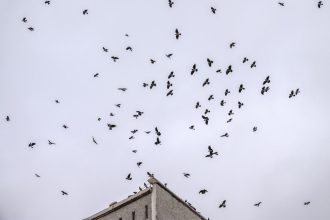 Corvos reconhecem seu rosto e ensinam outros corvos a te evitar