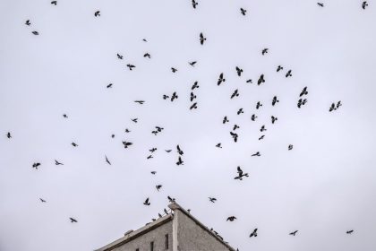 Corvos reconhecem seu rosto e ensinam outros corvos a te evitar