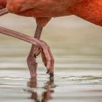Flamingos nascem com penas claras; entenda como ficam rosa Flamingos nascem com penas claras; entenda como ficam rosa