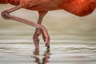Flamingos nascem com penas claras; entenda como ficam rosa