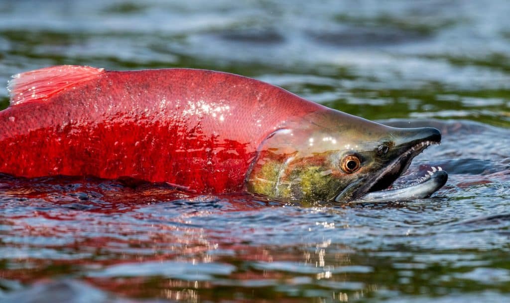 Salmão vermelho parcialmente fora da água e com a boca aberta
