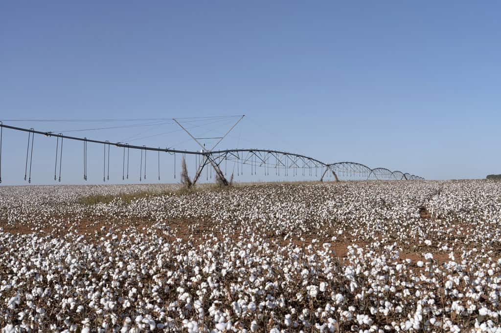 Colheita de algodão em Mato Grosso expõe desafios enfrentados pela BrasilAgro no exercício encerrado em junho de 2026, antes das mudanças para a próxima safra.